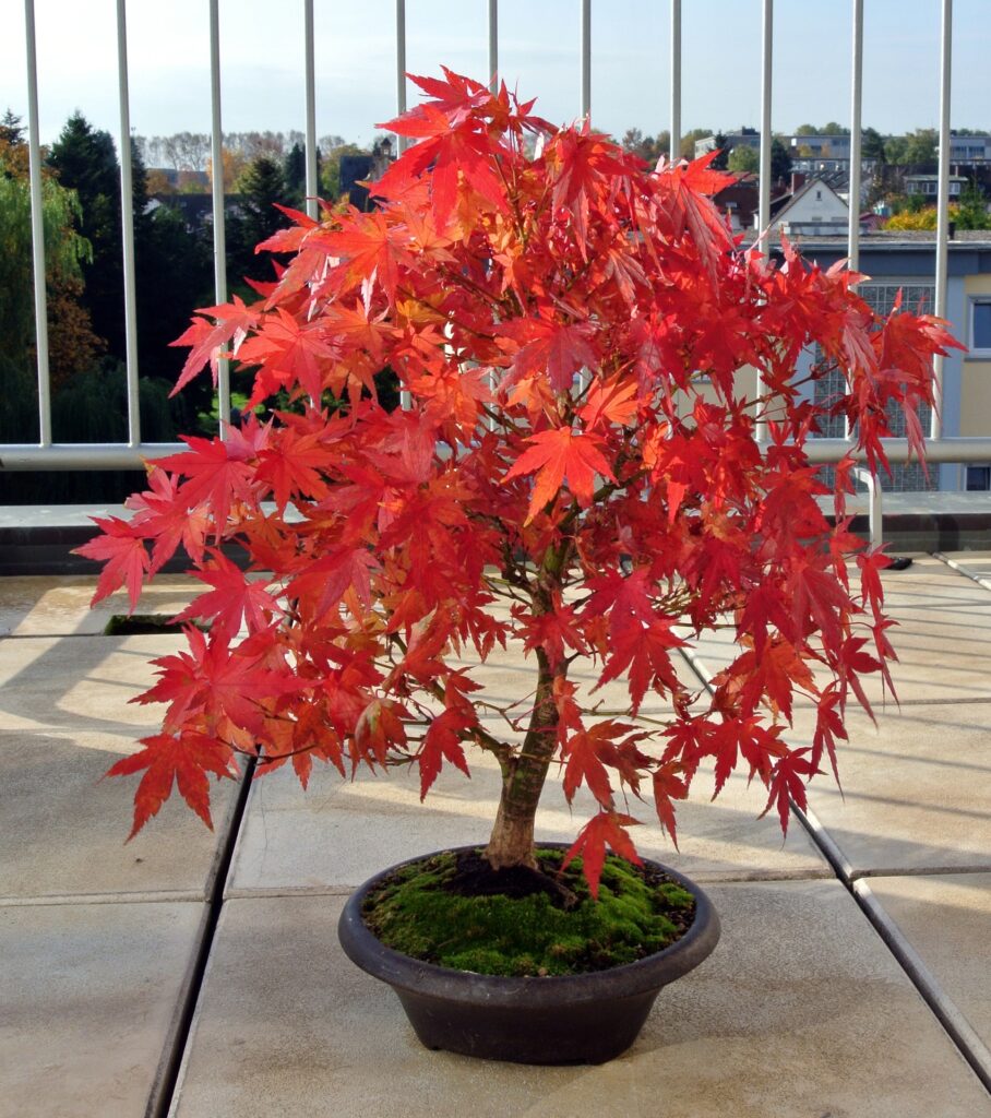 popular bonsai types Japanese Maple