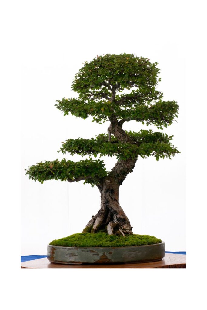 popular bonsai types Chinese Elm