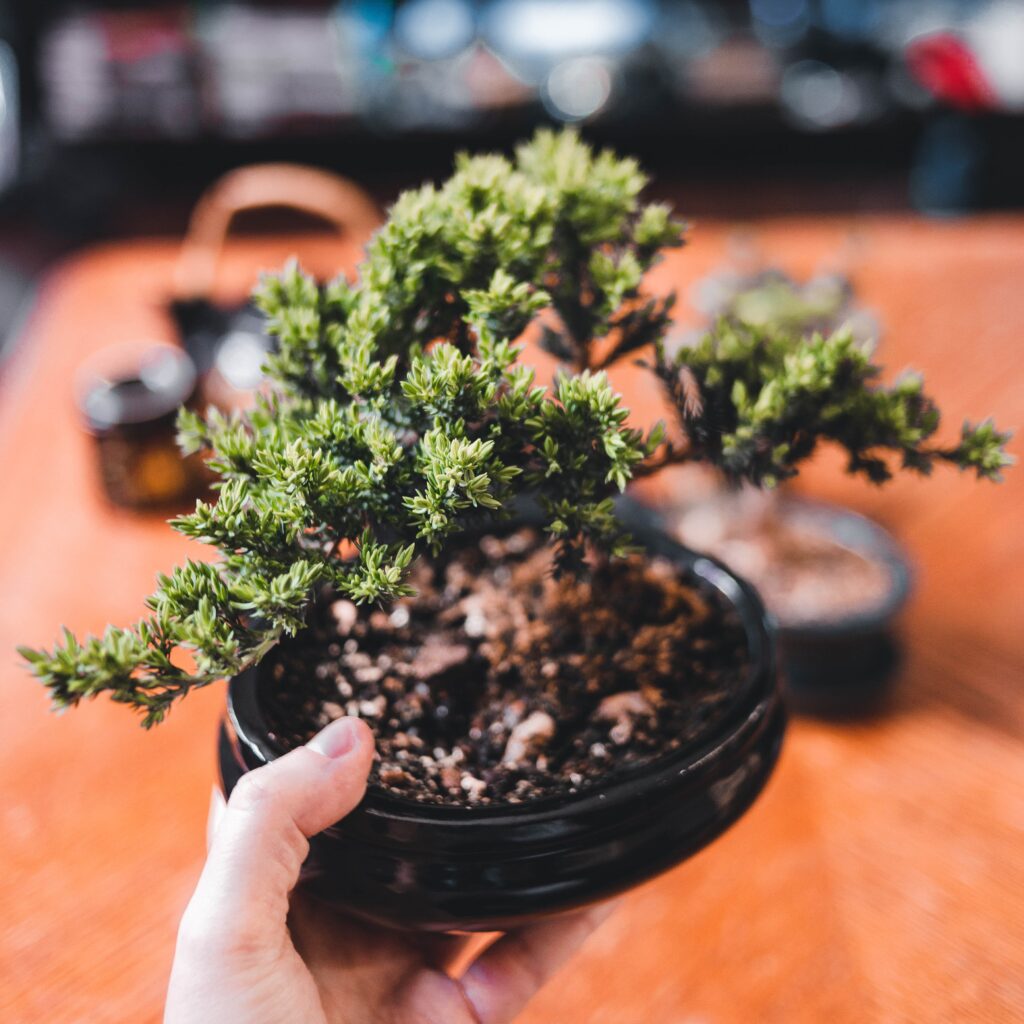 popular bonsai types Juniper