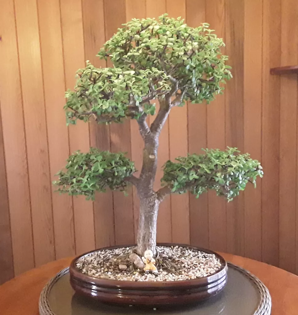 bonsai info best beginner bonsai