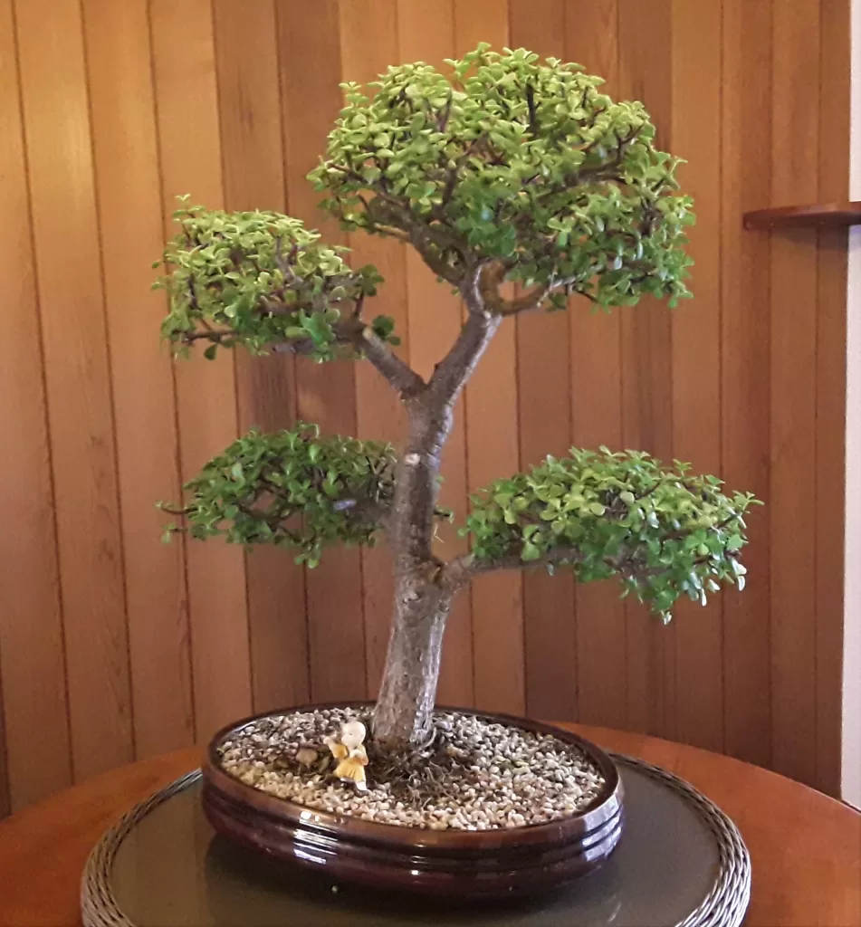 best beginner bonsai ever